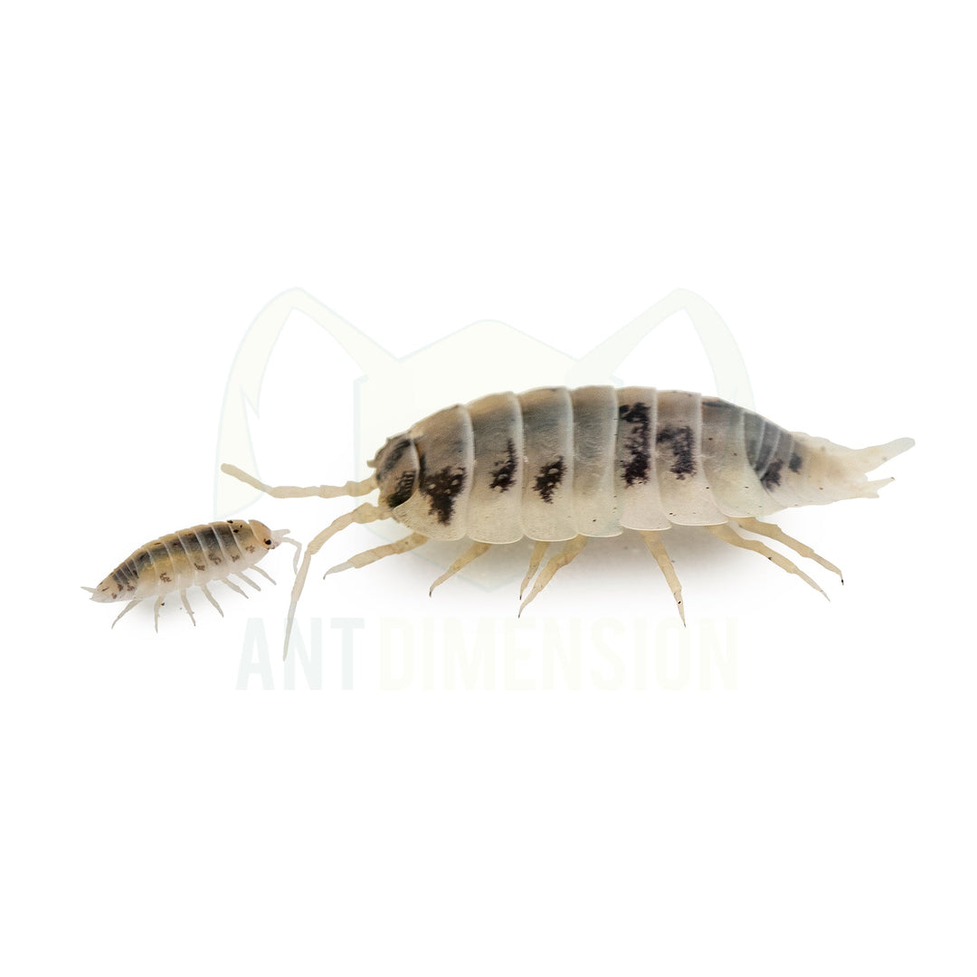 Guía para isópodos - Todos los tips para empezar