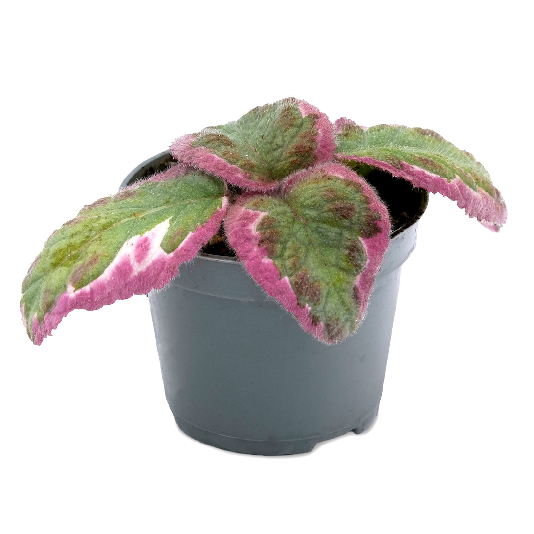 Episcia Pink Brocade