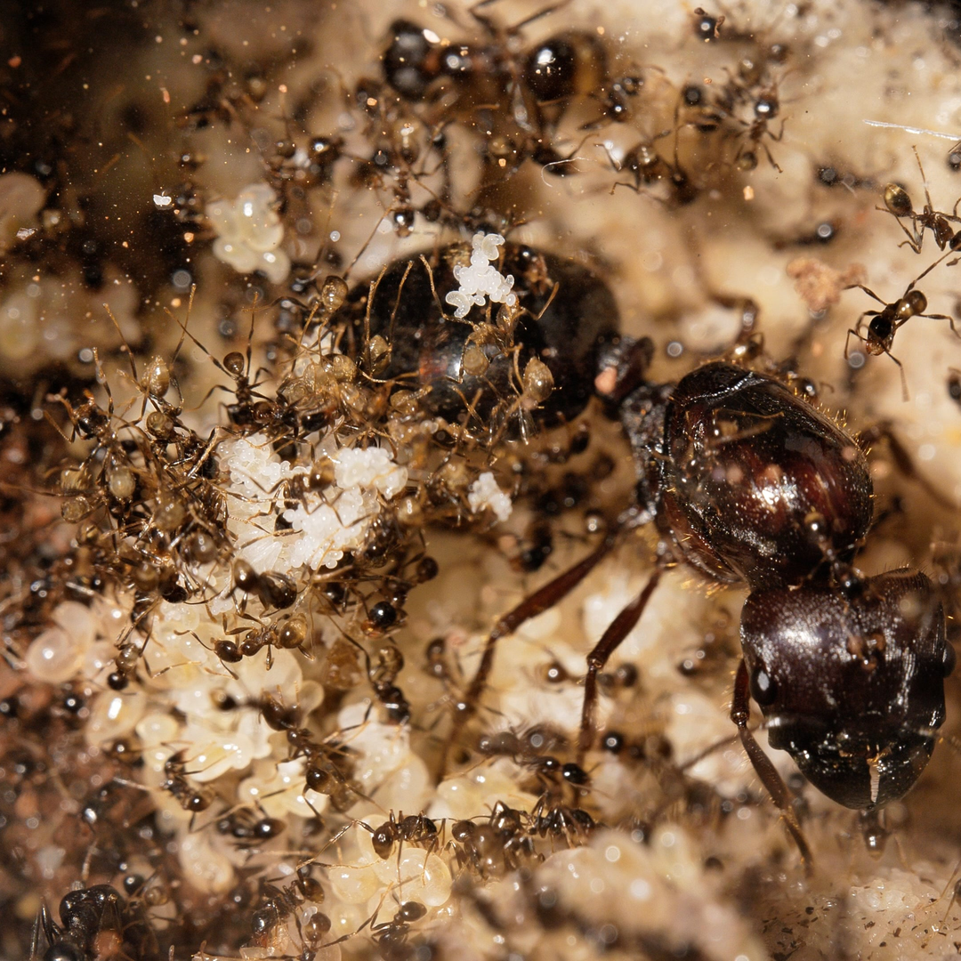 Fourmilière Natura 2:1L