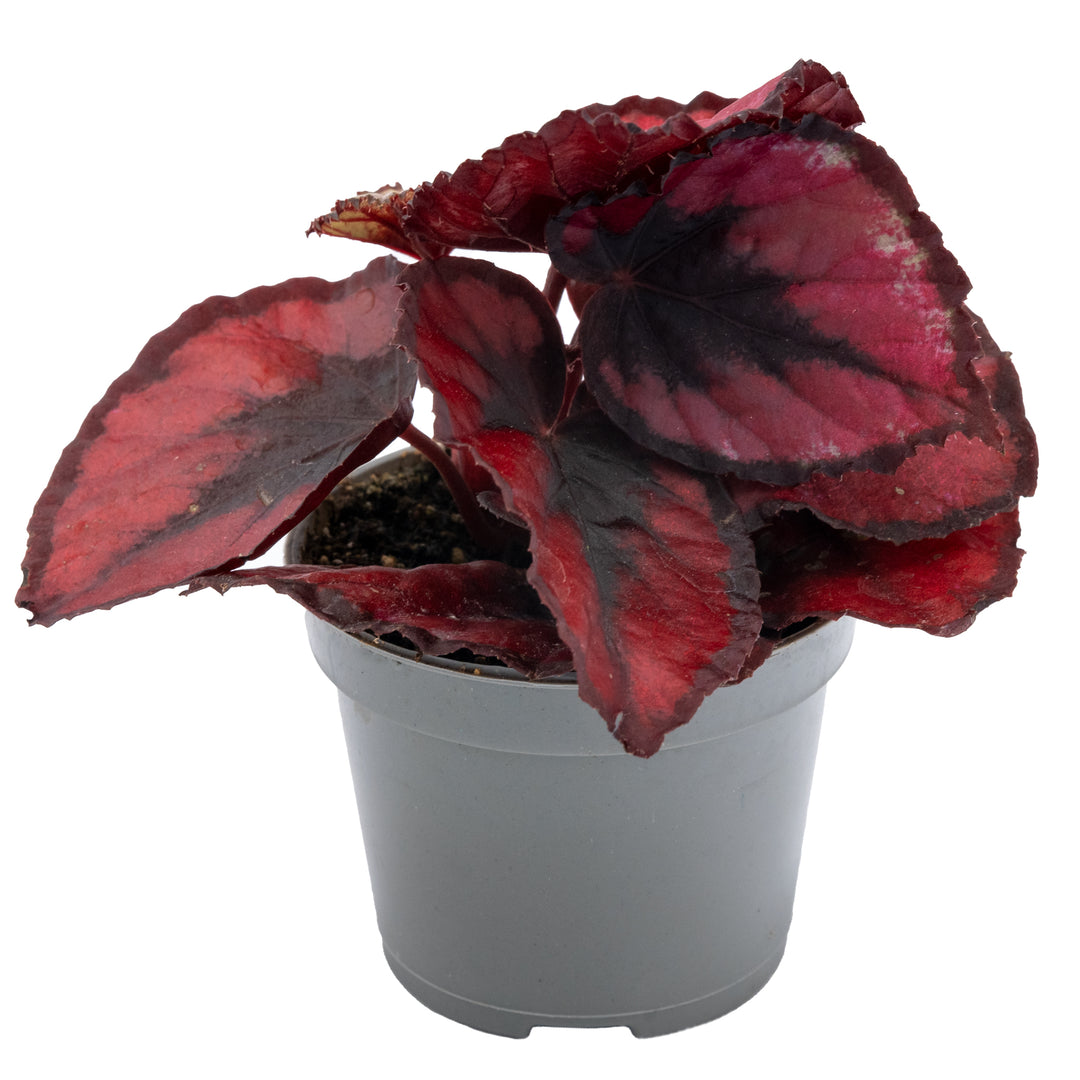 Begonia Rex 'Rotes Herz'