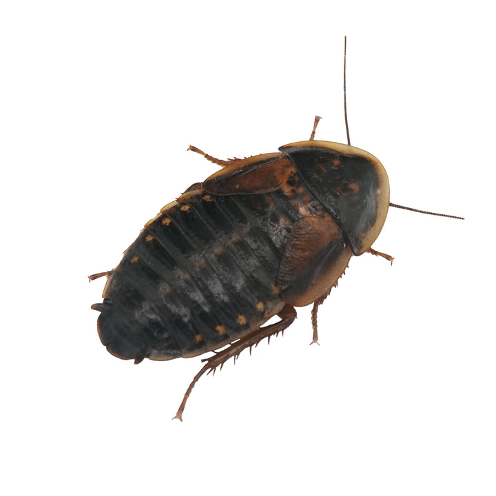 Barata argentina (Blaptica dubia)