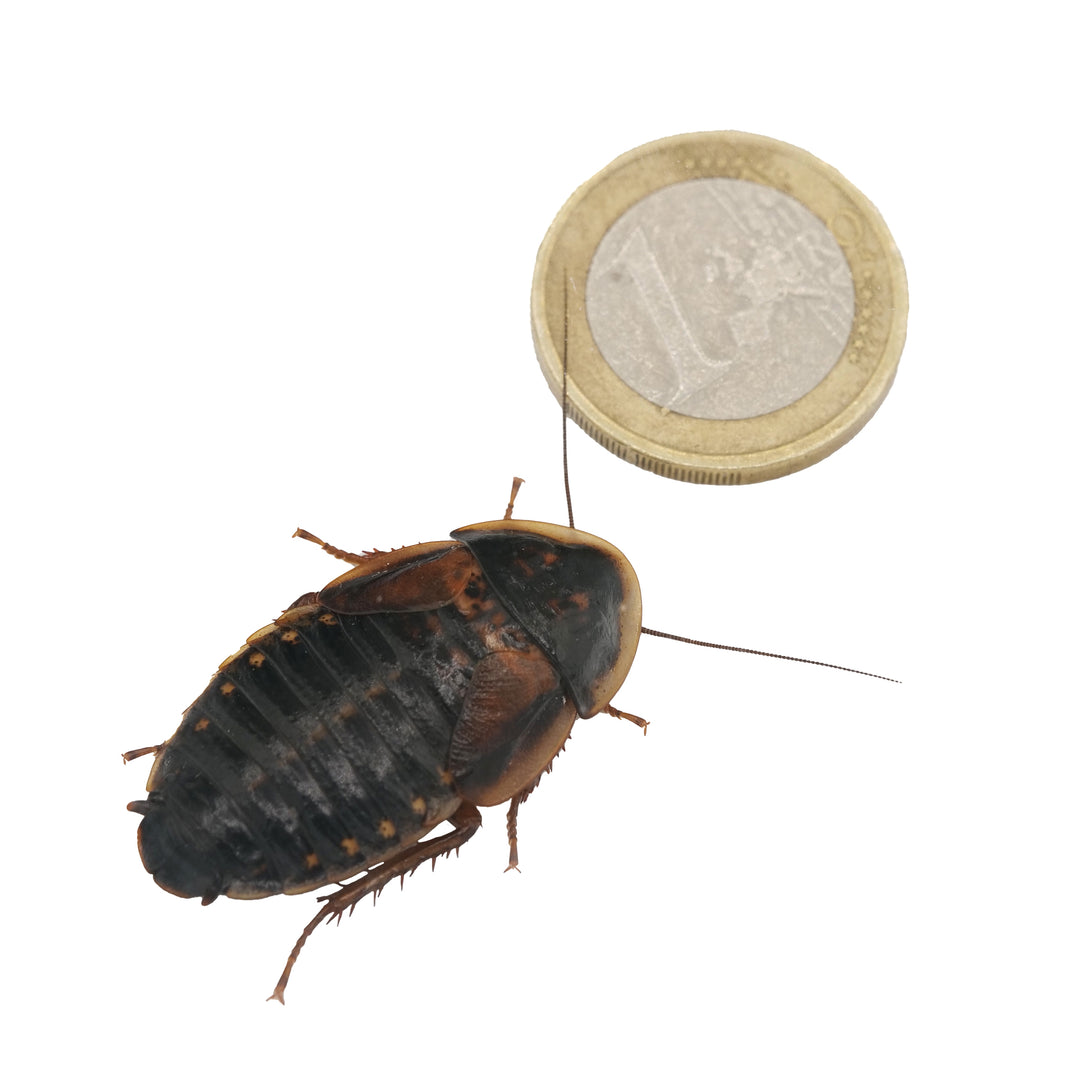 Barata argentina (Blaptica dubia)
