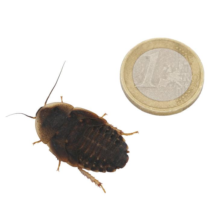 Barata argentina (Blaptica dubia)