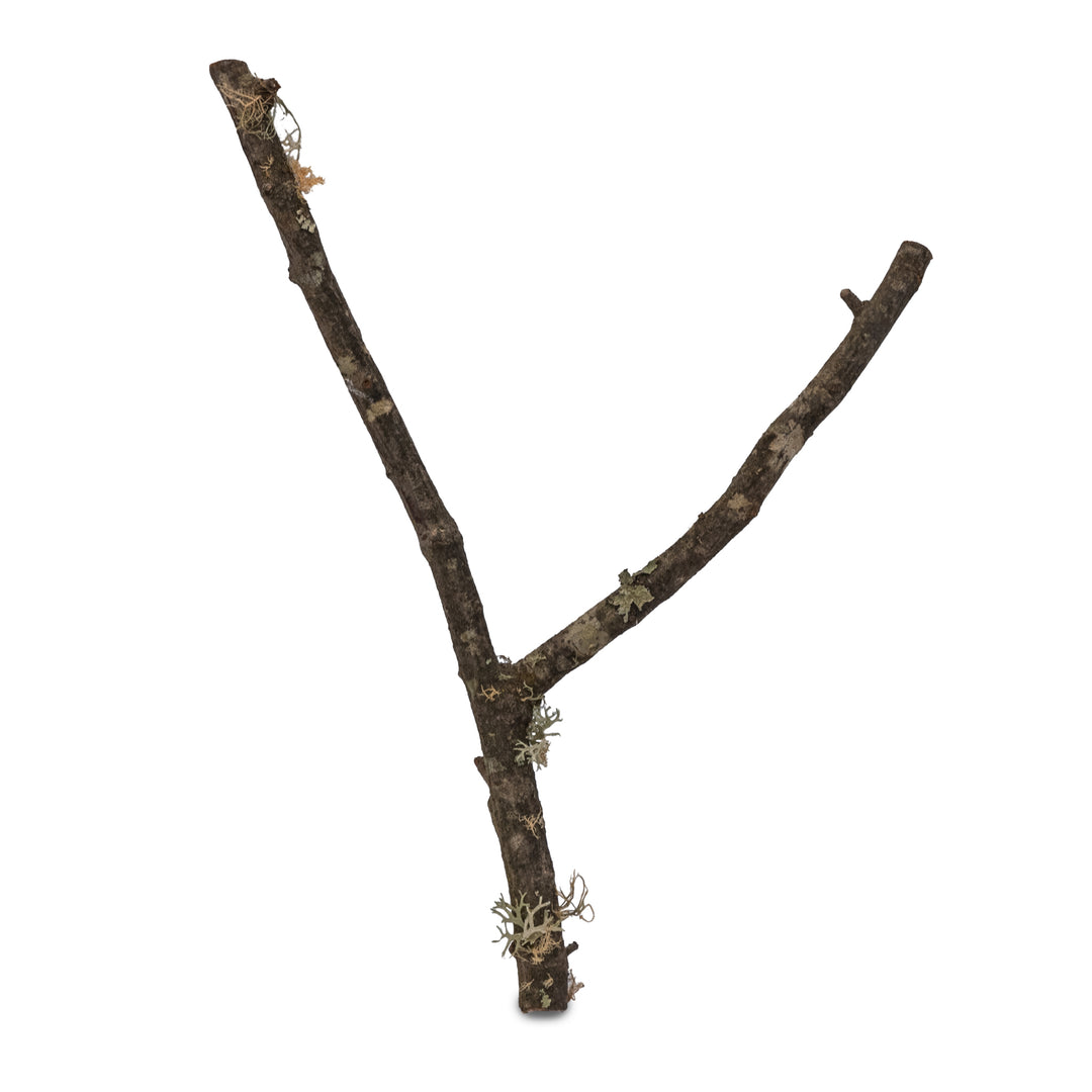 Tronco de Bornizo Natural