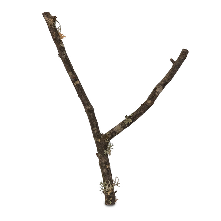 Tronco de Bornizo Natural