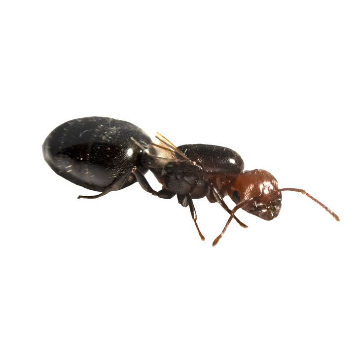 Hormiga Reina Crematogaster scutellaris - Hormiga acróbata
