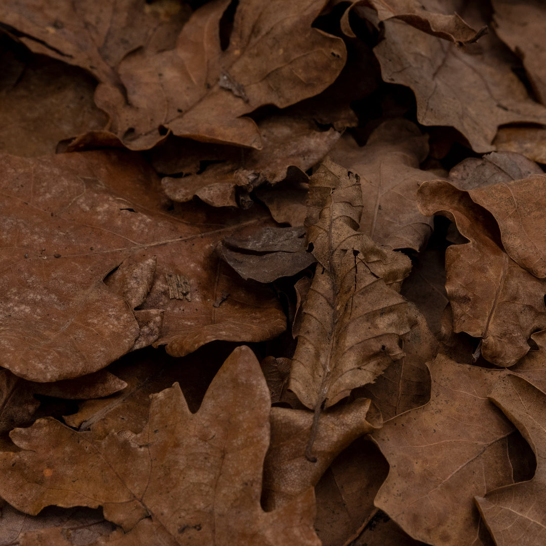 Hojas de Roble | 1 Litro