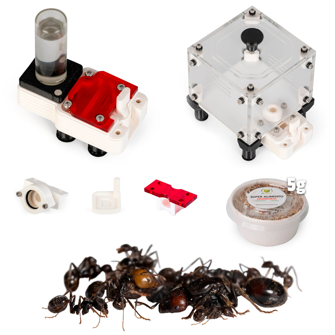 Kit de Démarrage Messor barbarus – Colonie de Fourmis Granivores pour Débutants