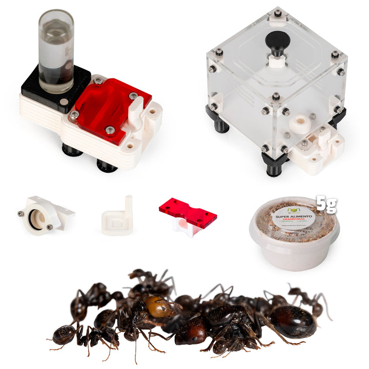 Kit de Démarrage Messor barbarus – Colonie de Fourmis Granivores pour Débutants