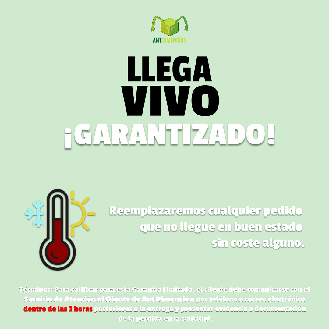 Hormiga Reina Crematogaster scutellaris - Hormiga acróbata