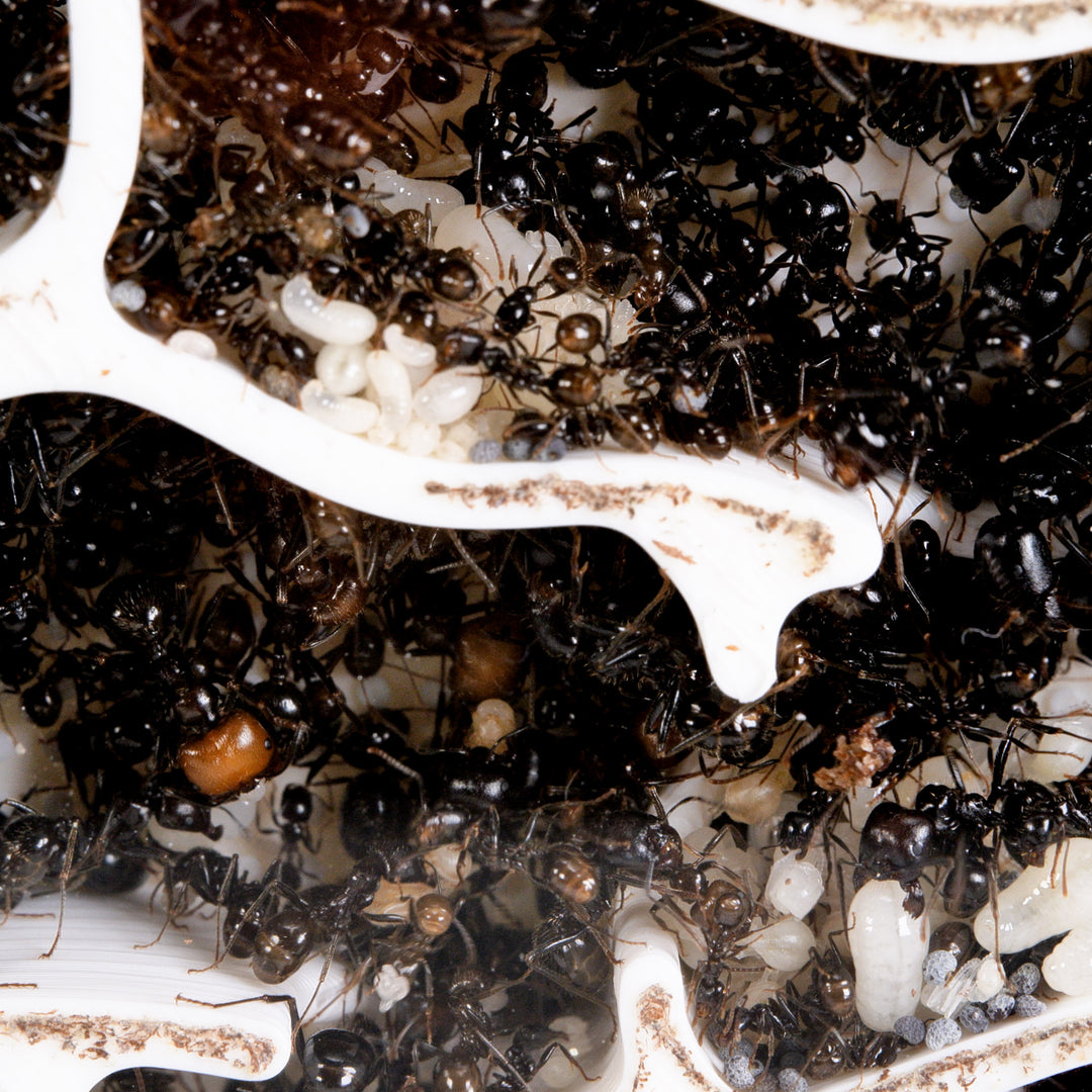 Module De Fourmilière Verticale 3:2