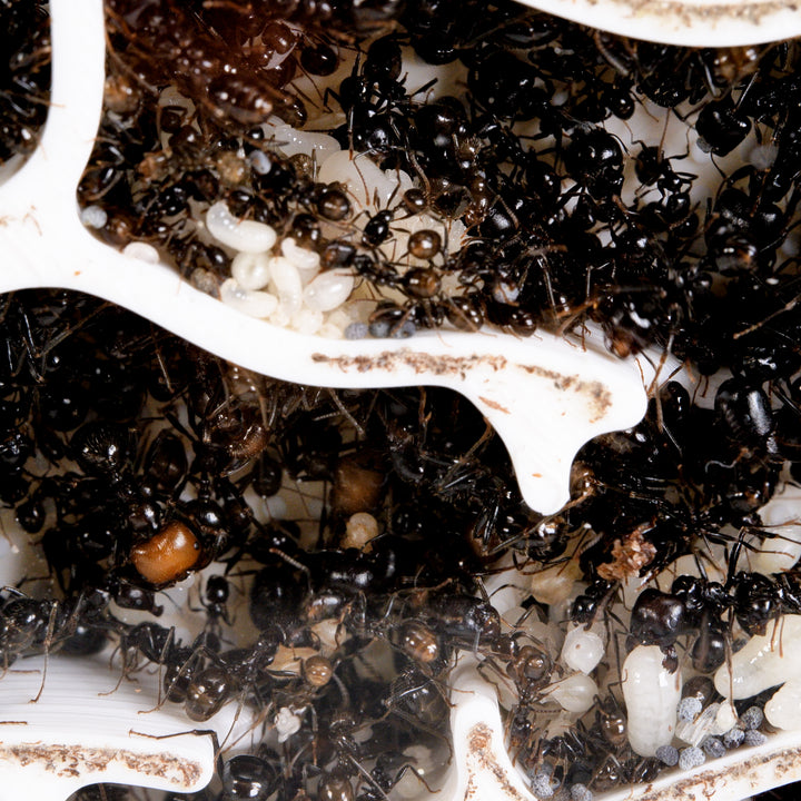 Module De Fourmilière Verticale 3:2