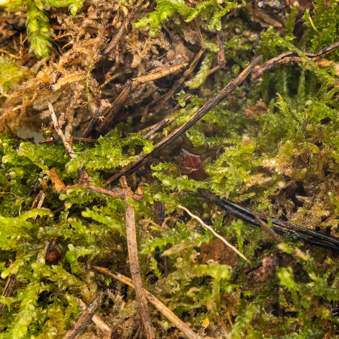 Lebendes Moos Plagiothecium undulatum