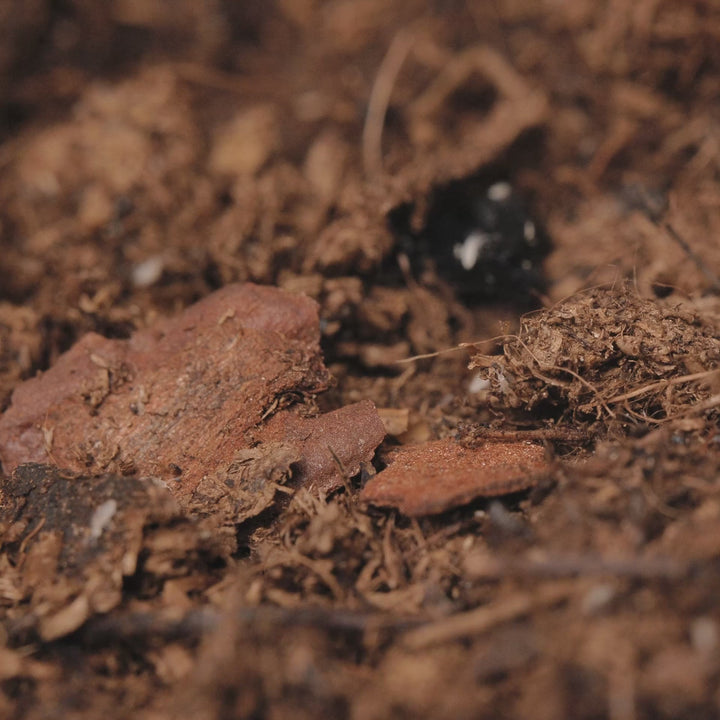 Tropisches Mix-Substrat