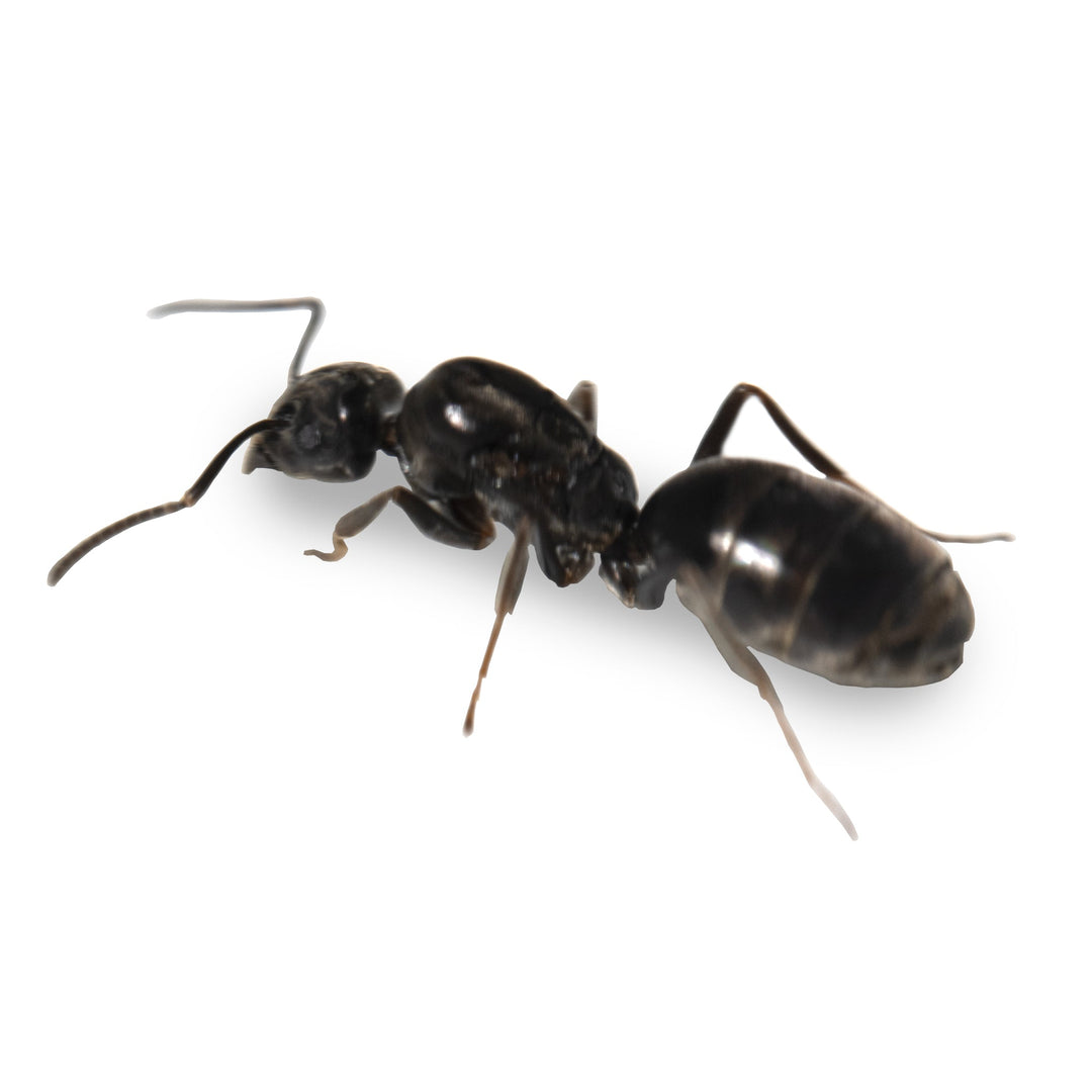 Hormiga Reina Tapinoma nigerrimum - Hormiga de Alto Crecimiento