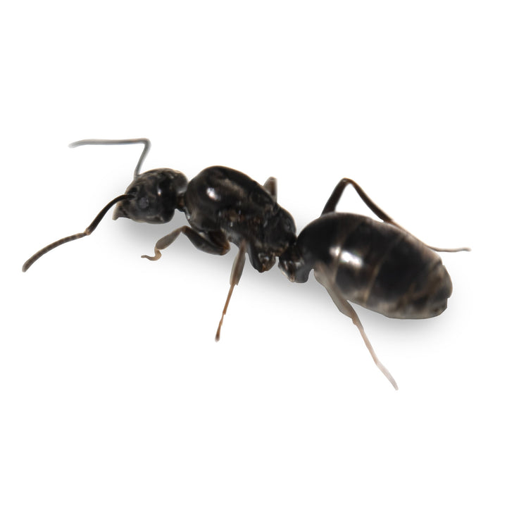 Hormiga Reina Tapinoma nigerrimum - Hormiga de Alto Crecimiento