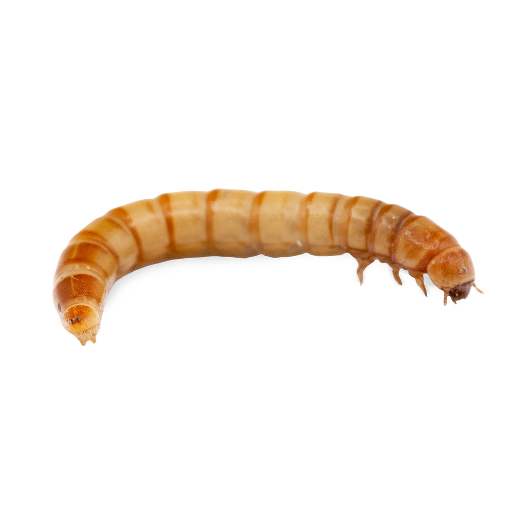 Gusanos de la harina (Tenebrio molitor) – Alimento vivo para hormigas