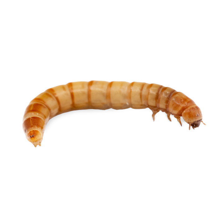 Gusanos de la harina (Tenebrio molitor) – Alimento vivo para hormigas