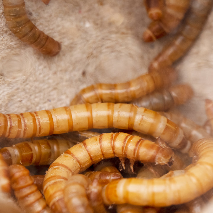 Larvas de farinha (Tenebrio molitor)