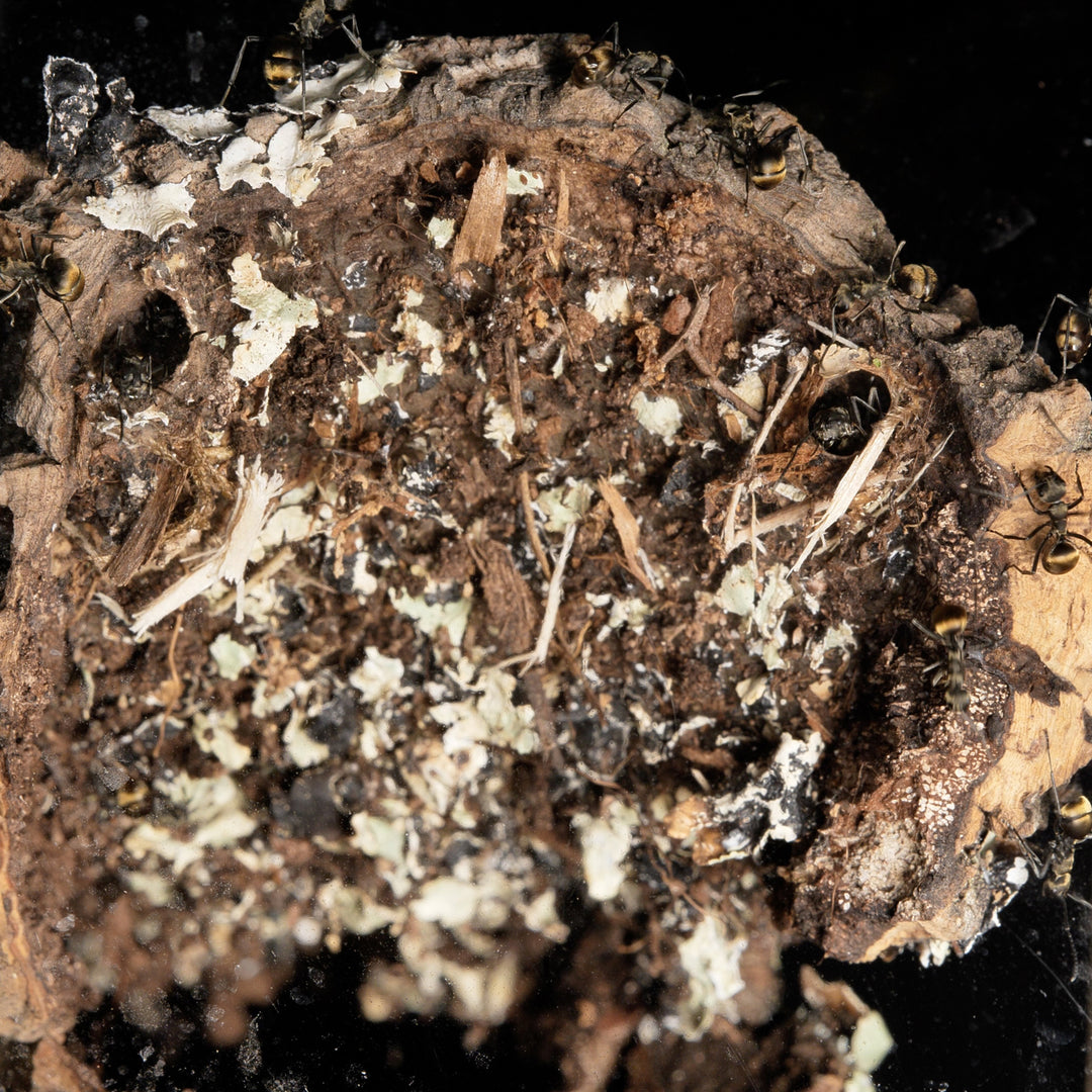 Tubo de Bornizo Natural