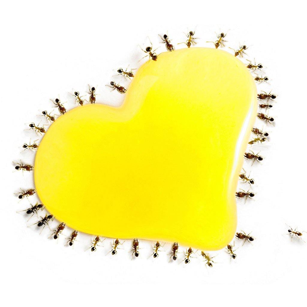Sunburst byFormica - Néctar Premium para Hormigas | Ant Dimension