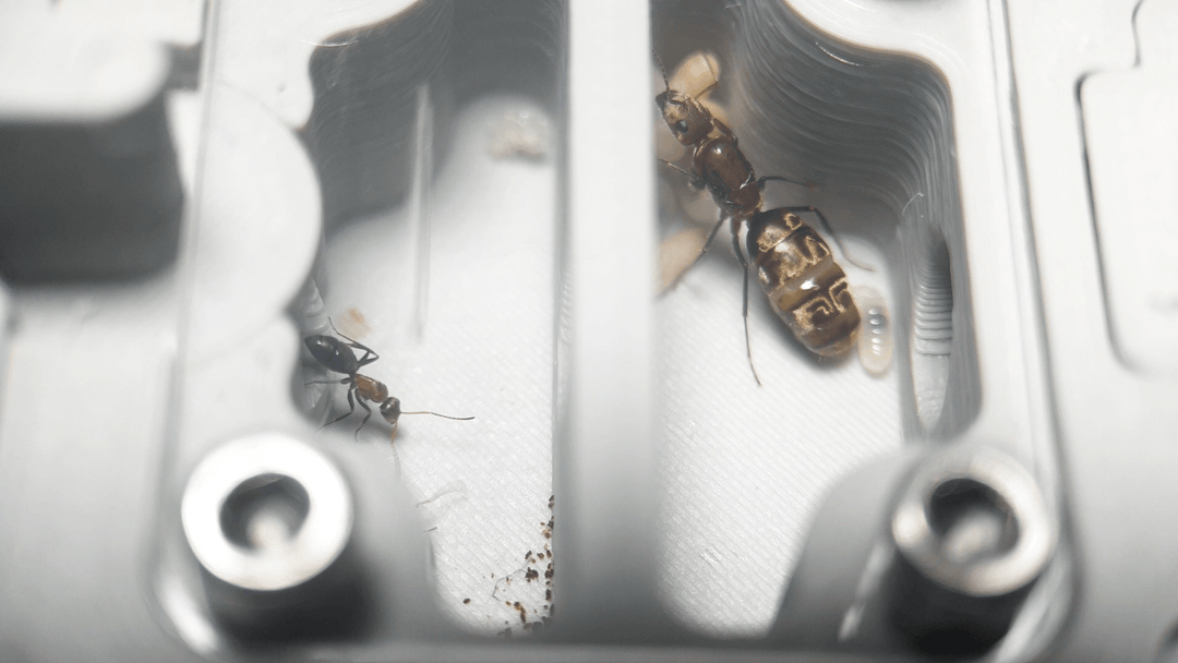 10 Consejos Vitales Para Criar Hormigas - Ant Dimension