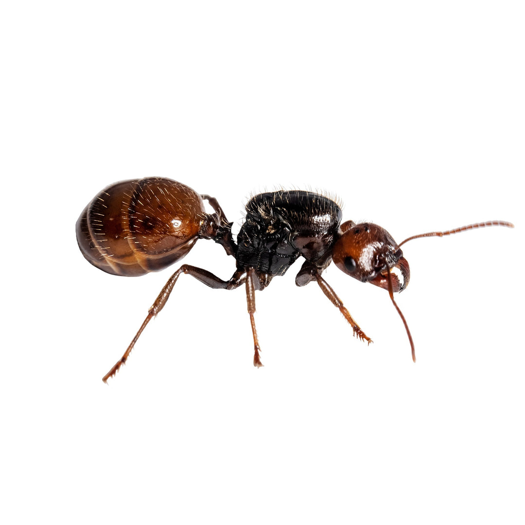 🐜 Vuelos nupciales de hormigas en mayo en España: qué especies ver, cuándo y dónde encontrarlas