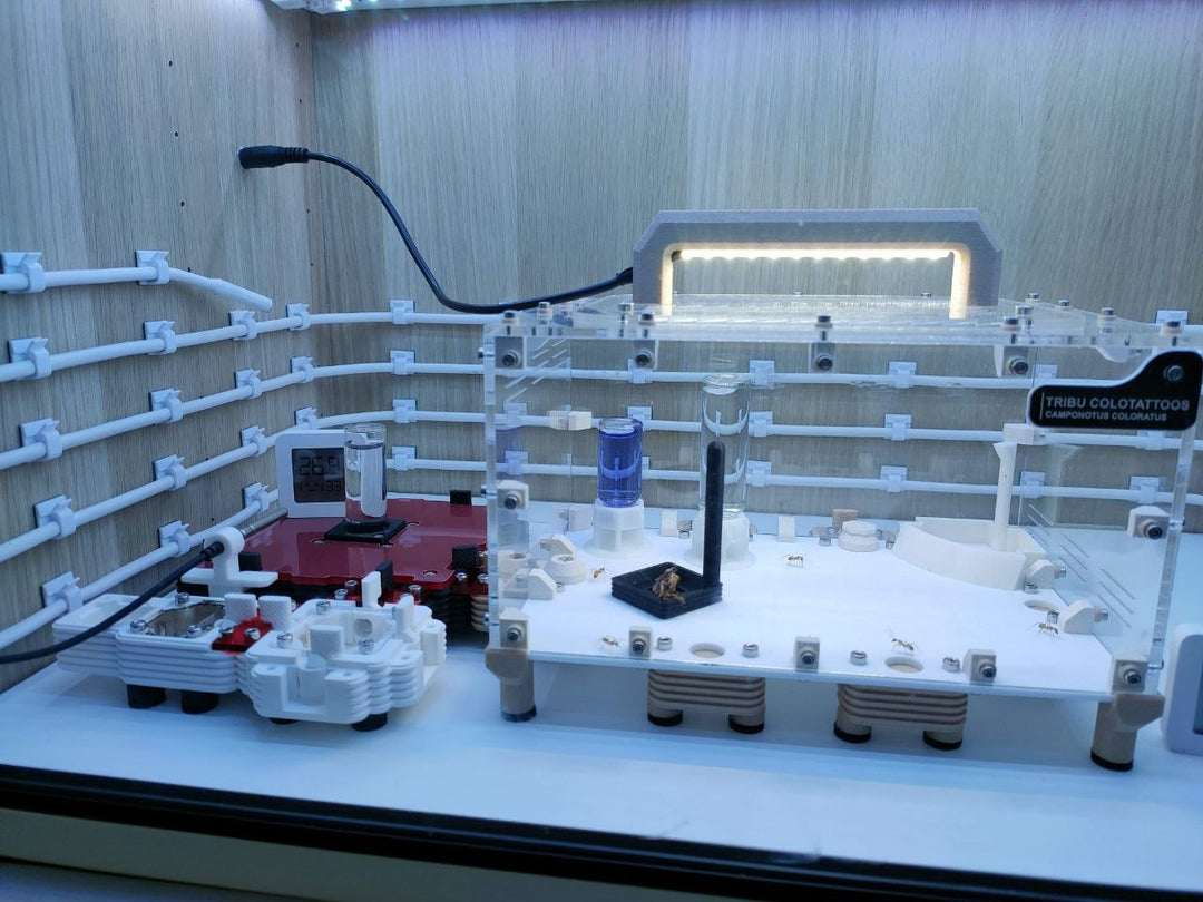 Guía de climatización para hormigas exóticas: cómo montar un sistema seguro, estable y eficiente