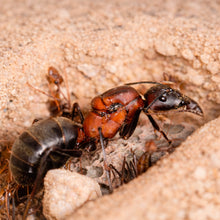 Camponotus angusticollis