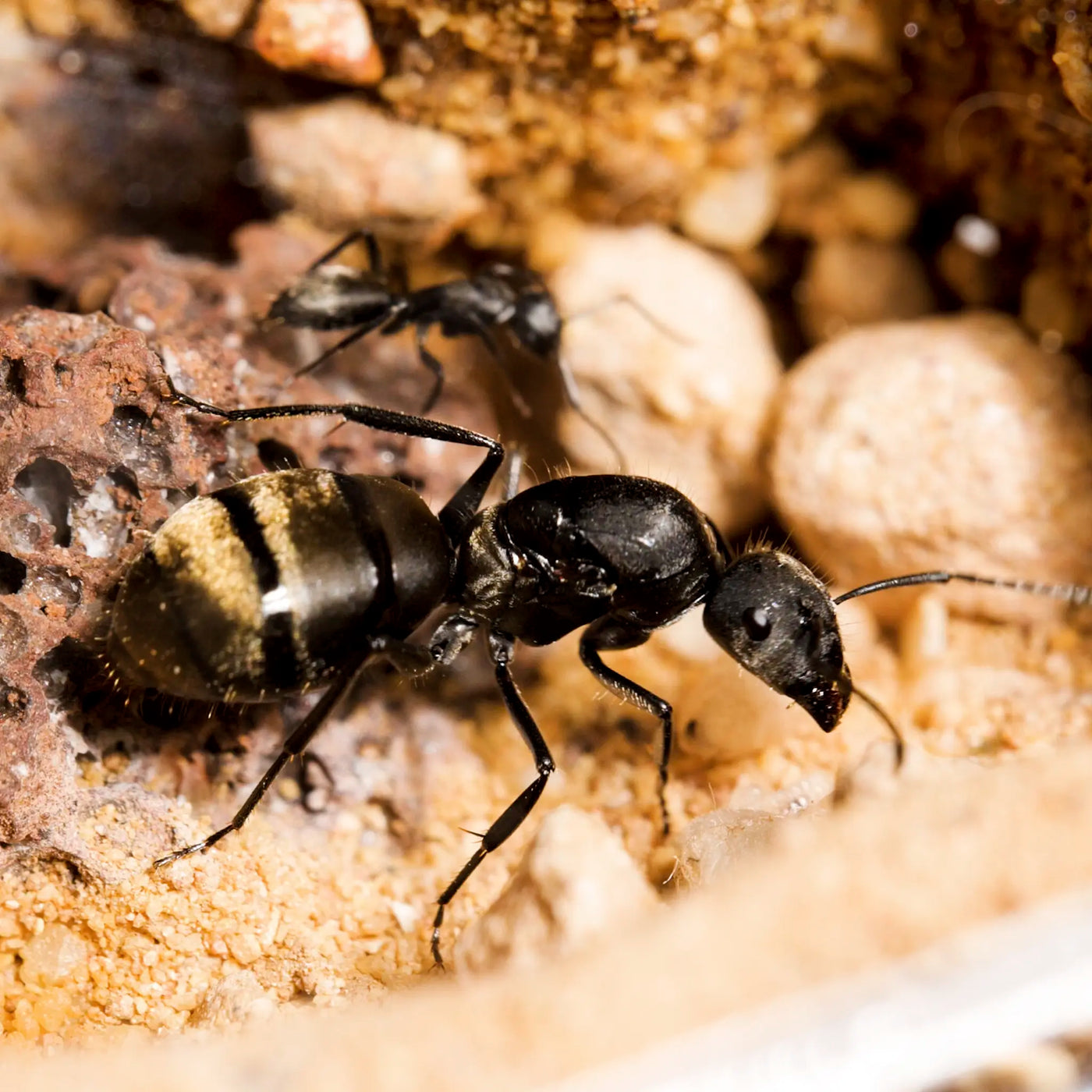 Camponotus chilensis