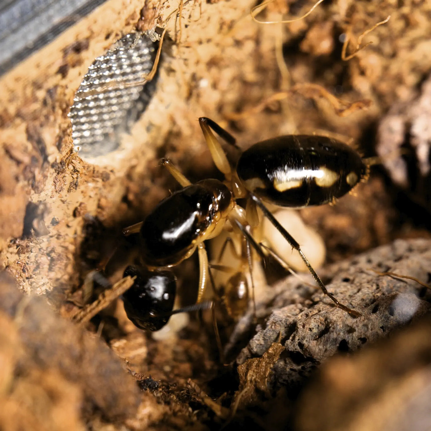 Camponotus maculatus