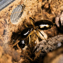 Camponotus maculatus