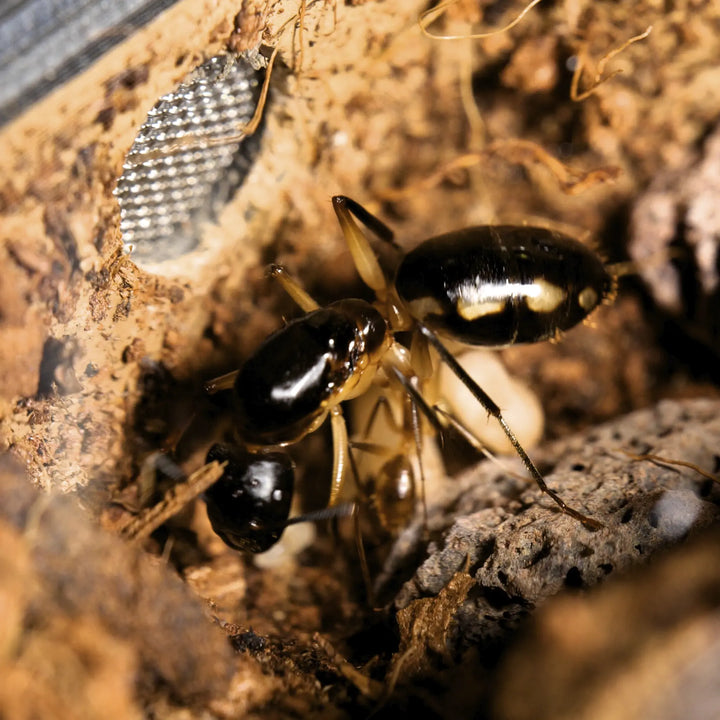 Camponotus maculatus