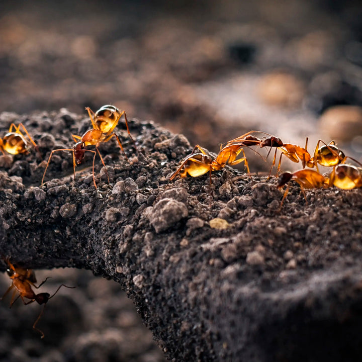 Camponotus maculatus