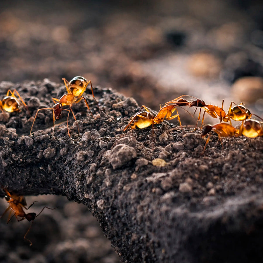 Camponotus maculatus
