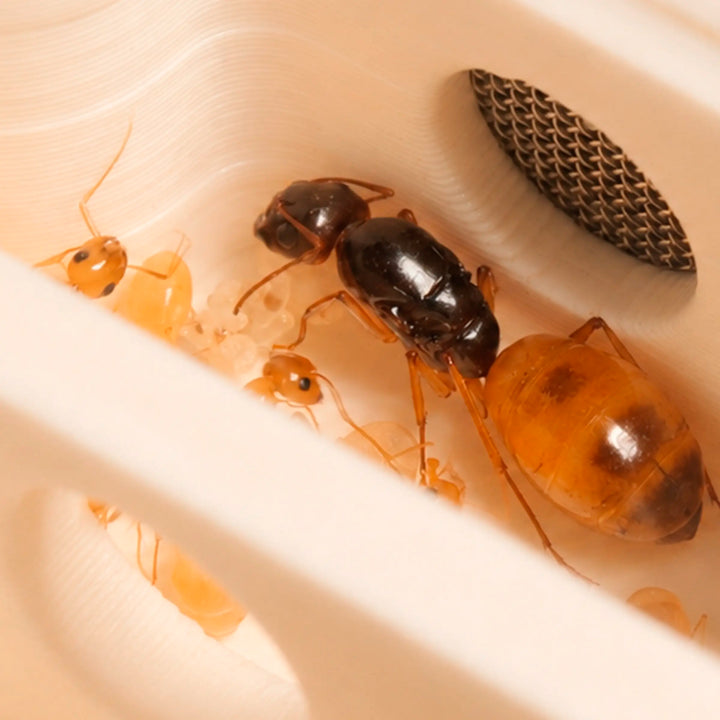 Camponotus fedtschenkoi