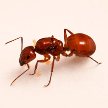 Camponotus castaneus