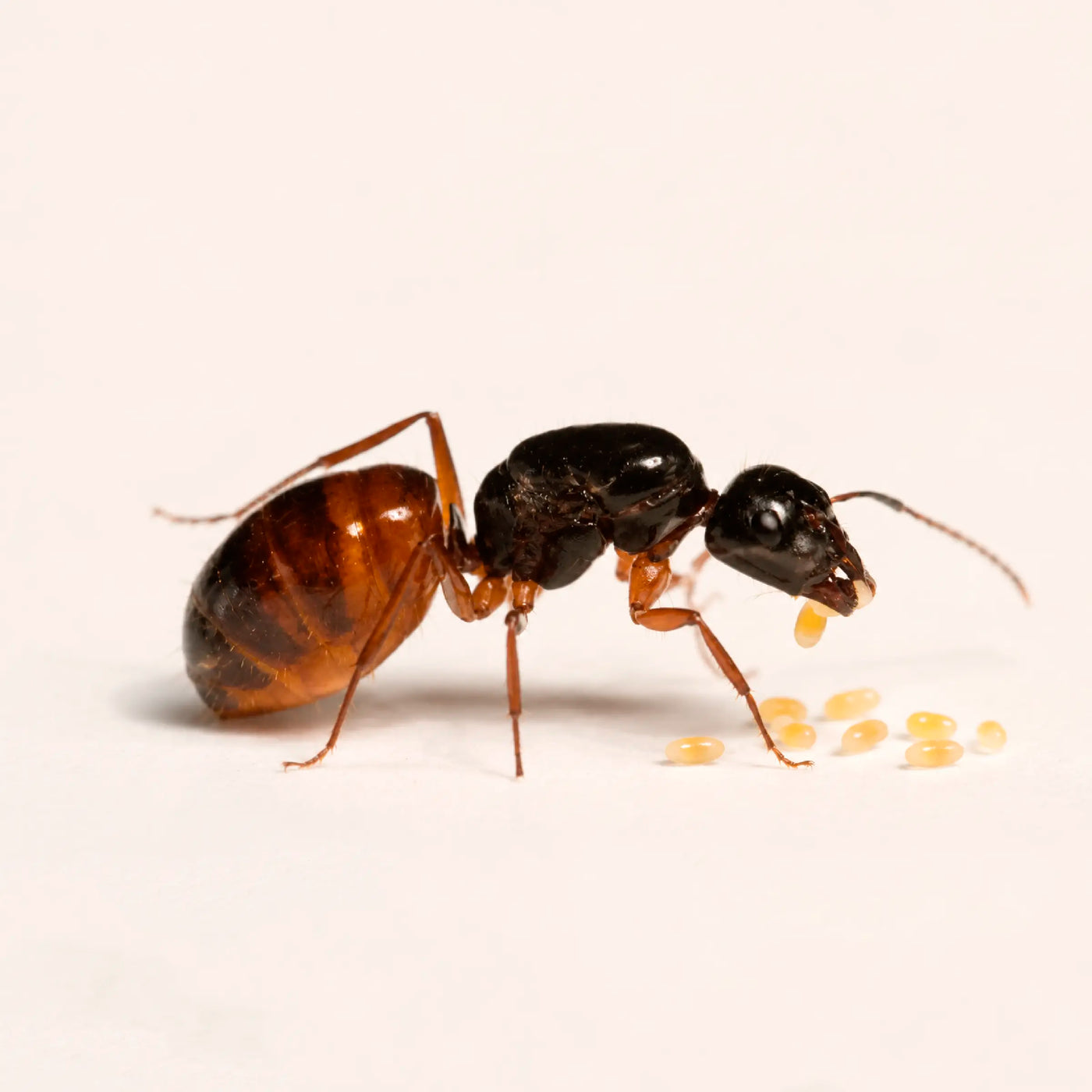 Camponotus sansabeanus