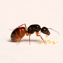 Camponotus sansabeanus
