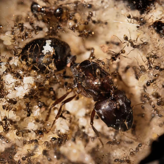Ants – Colonies and Queens | Ant Dimension