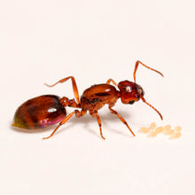 Crematogaster stollii