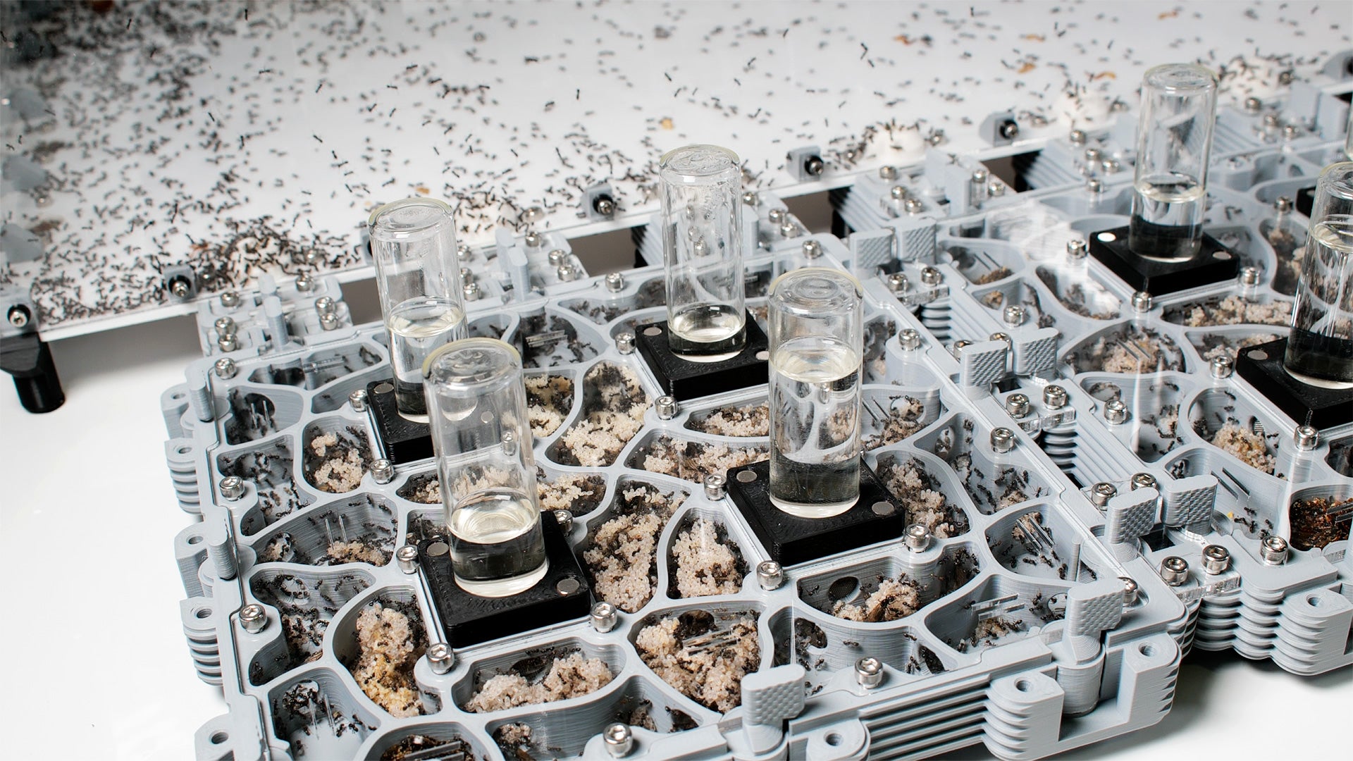 Hormigueros modulares con hormigas Iridomyrmex bicknelli