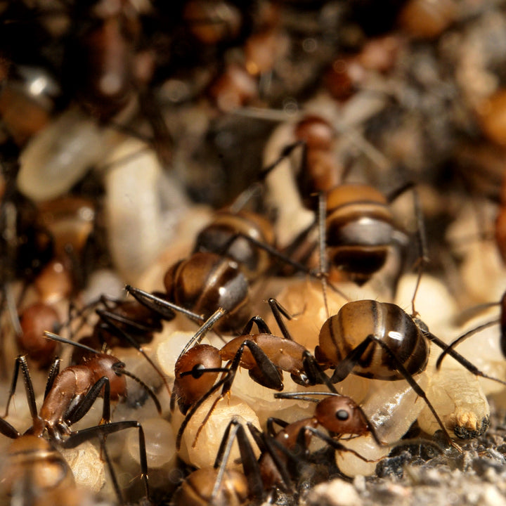 Fourmilière Natura 3:3