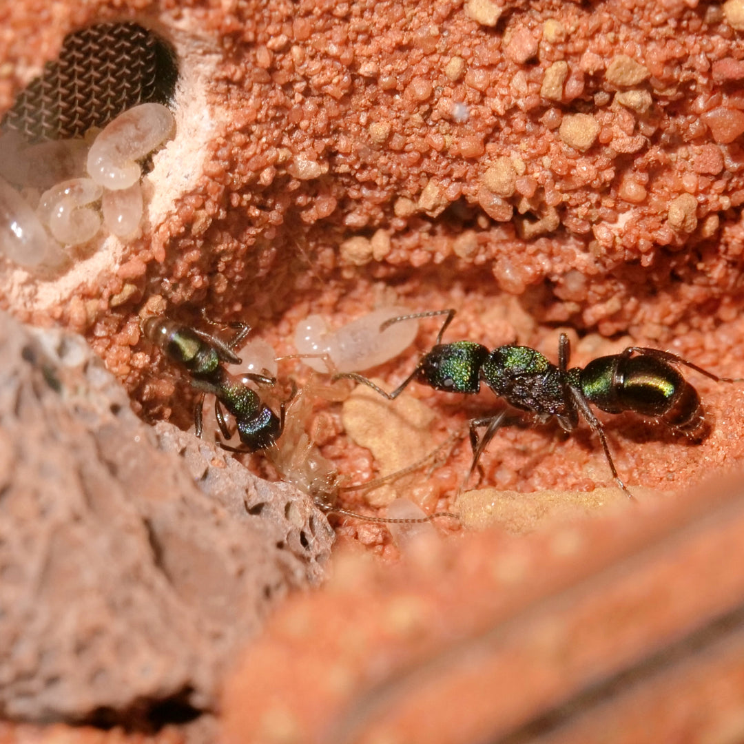 Hormiguero Natura Fundación