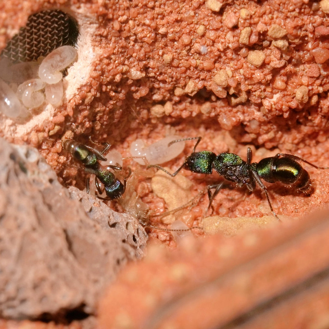 Stiftung Anthill Natura