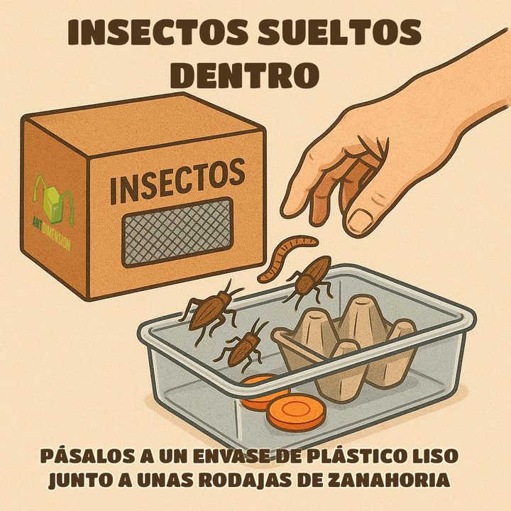 Cucaracha Argentina (Blaptica dubia)
