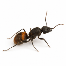 Camponotus mus