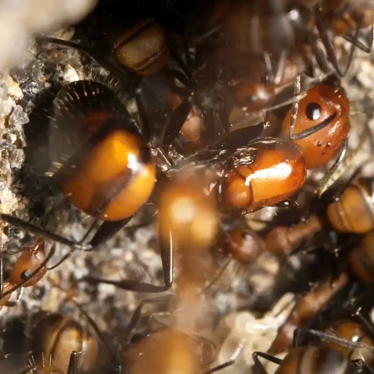 Camponotus nicobarensis