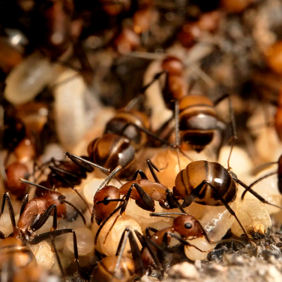 Camponotus nicobarensis