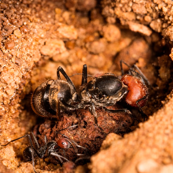 Camponotus singularis